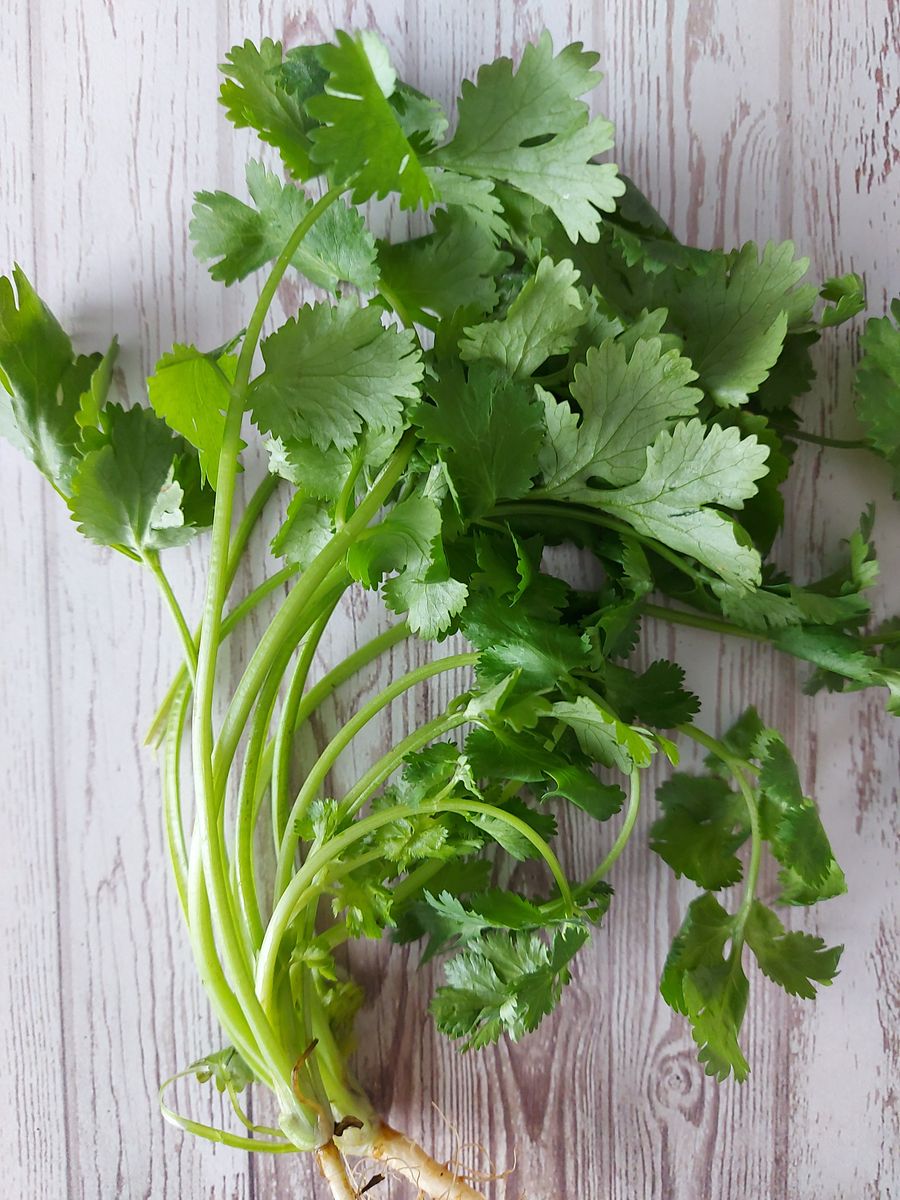 Fresh coriander leaves, the hero ingredient in Chutnix Coriander